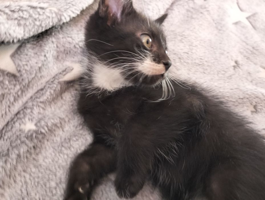 Котята бесплатно!!