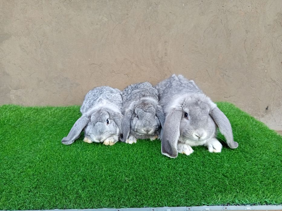 Кролик породы французские баран