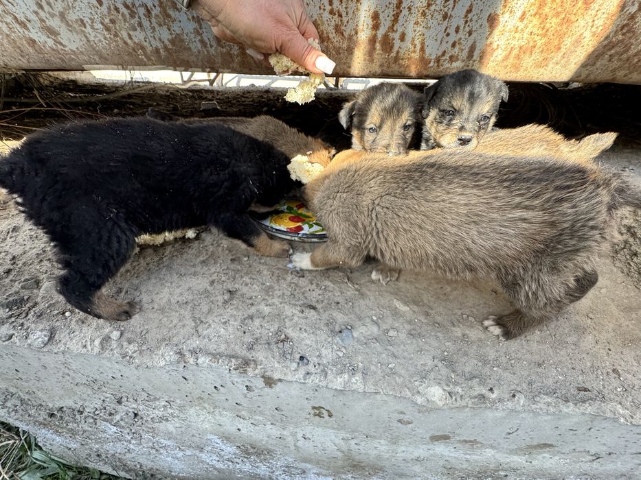 Отдам щенков в хорошие руки