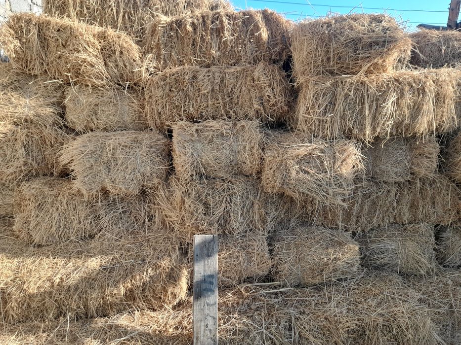 Press Beda sotiladi Buxoro