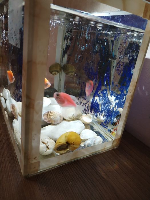 Срочно продам. Аквариум с рыбками