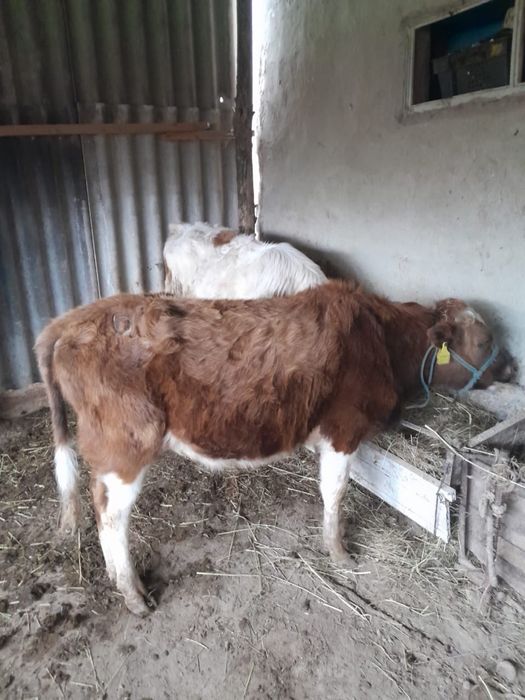 Жемде тұрған бұқалар