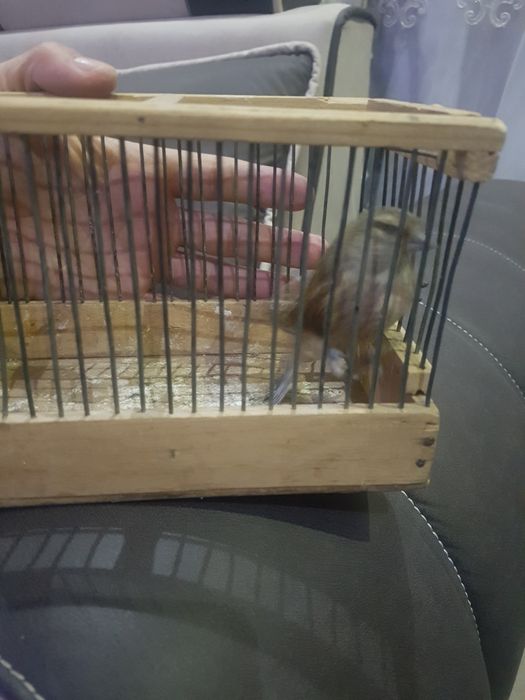 Ormon qushlari Sava repler sotiladi narxi 30 mingan 100 mingacha