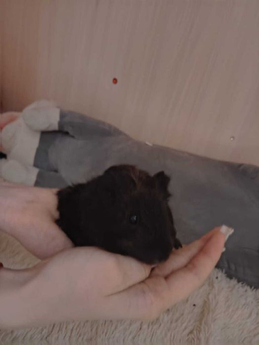 Продам морскую свинку