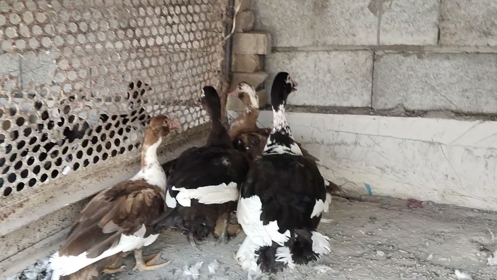 Indu utka  indiskiy oʻrdaklar sotiladi утка