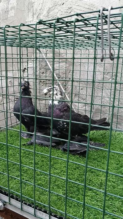 Голуби жуки и сочь