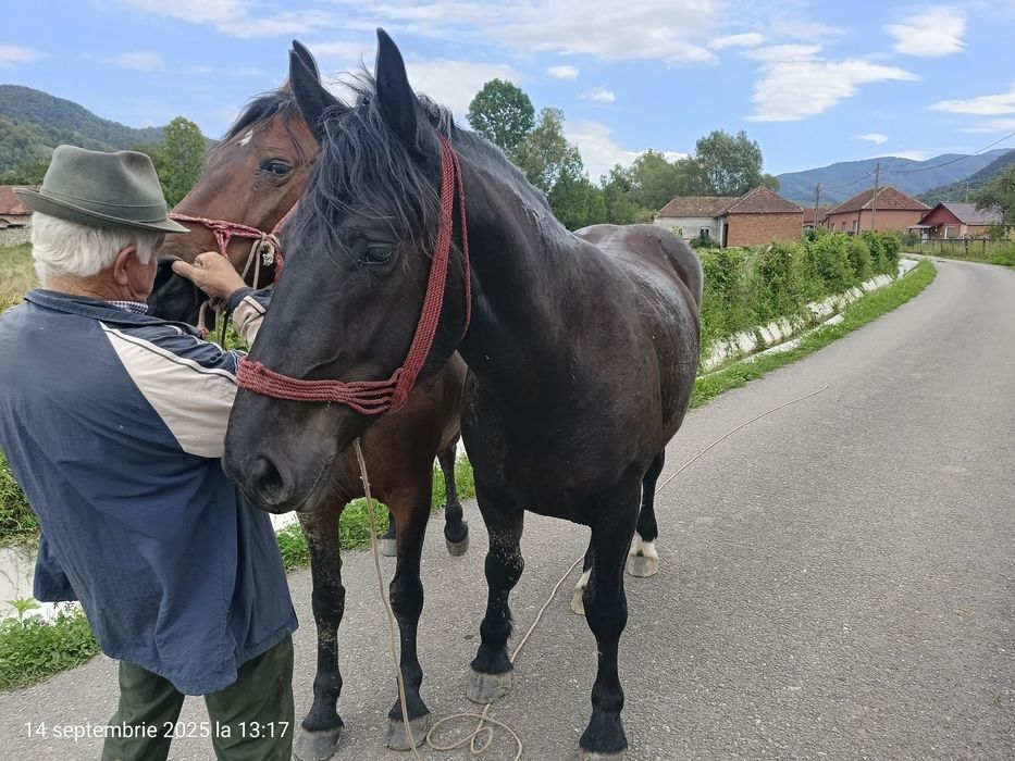 Vând 2 iepe, foarte cuminți , mânza are 2 ani și 4 luni, iapa 9 ani