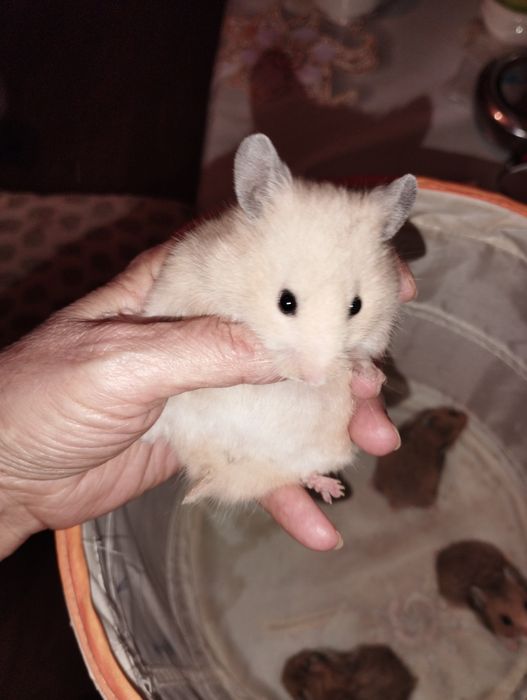 Домики,поилки,контейнеры для хомячков