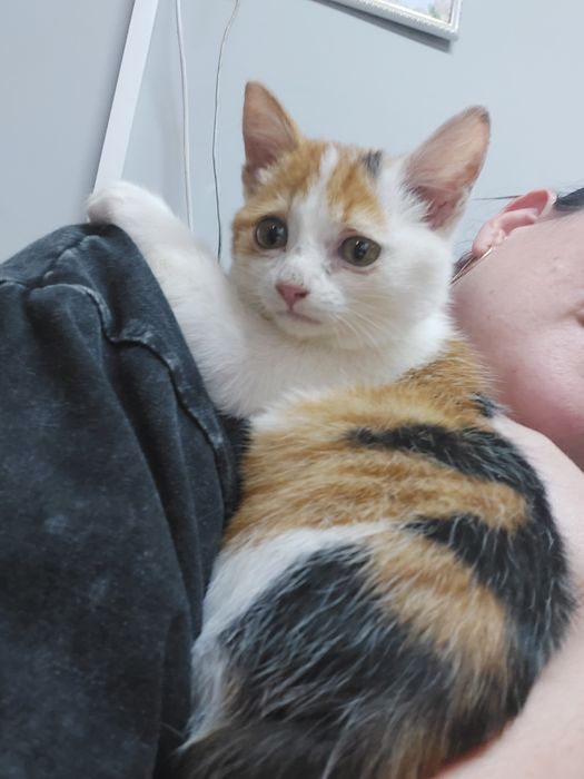 В хорошие руки котёнка