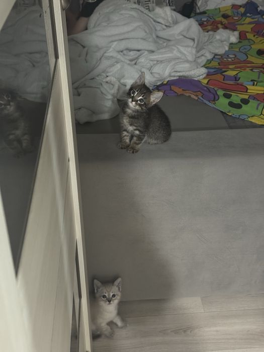 Отдам котят в добрые руки