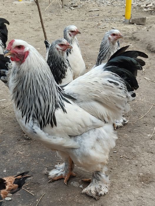 Шу хурозлани жужалари сотилади.