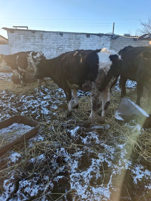 Продам крупно-рогатый скот