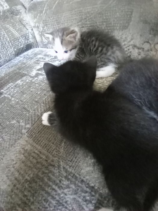 Отдам в добрые руки 3 котят