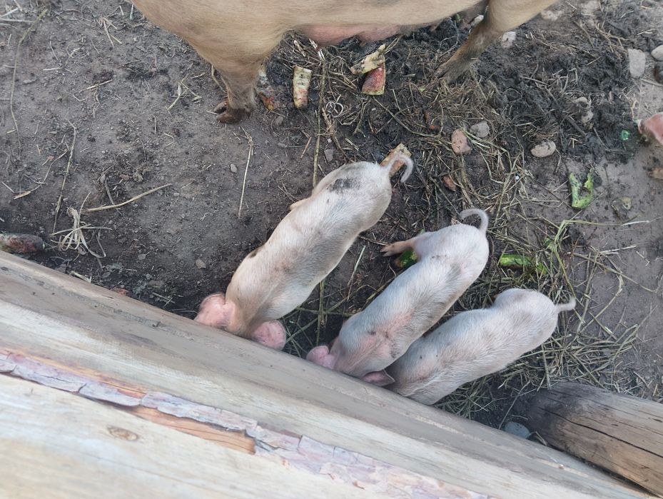 Продам! Поросят месячных