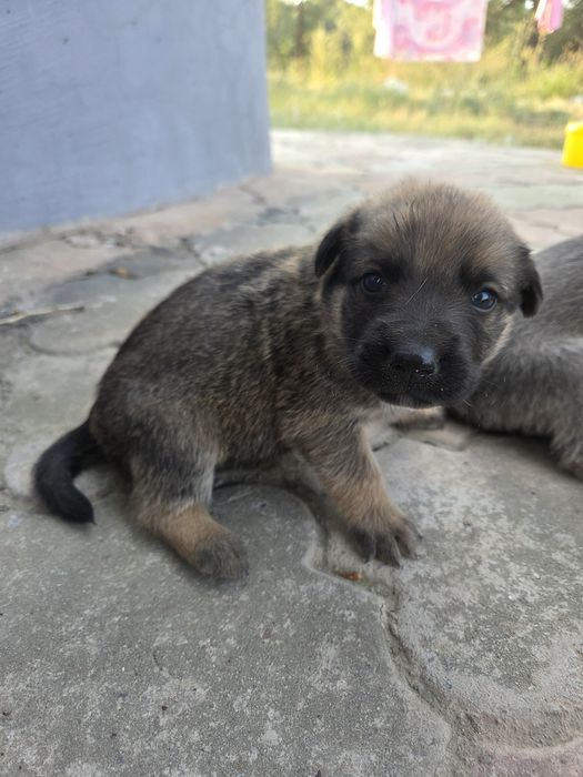 Отдам в добрые руки щенят