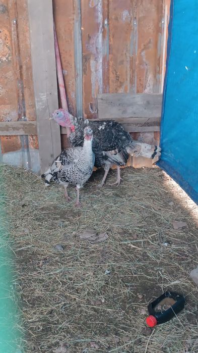 Индюк , үндік ,1 жасар