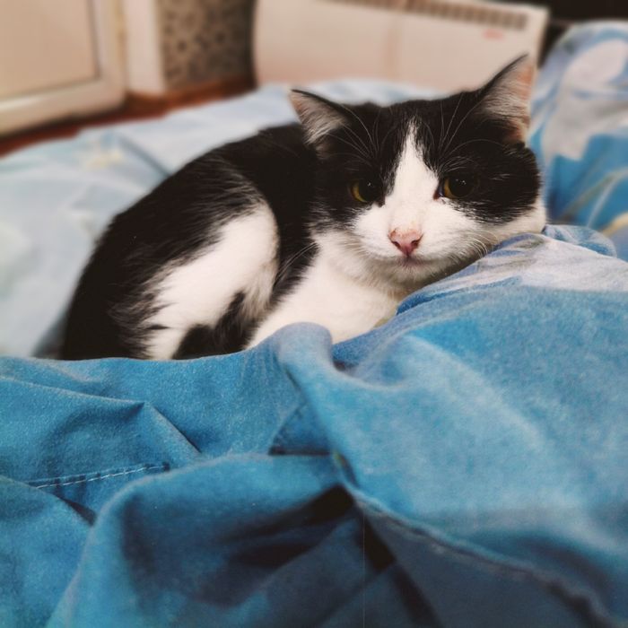 Котенок ищет дом