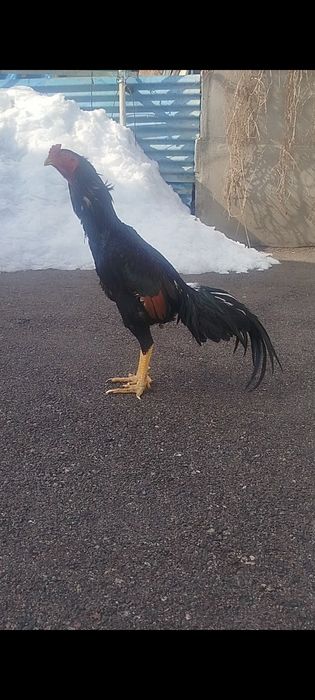 Дакан продам чё там