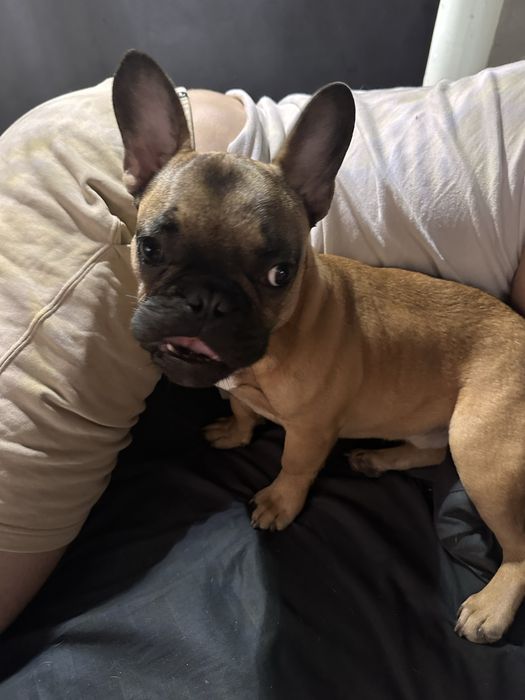 Продам бульдога