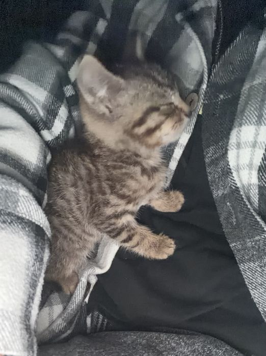 Отдам котят в добрые руки.