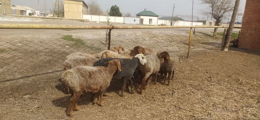 Сифатли арашан куйлари