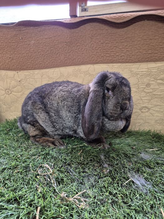 Iepuri Berbec German