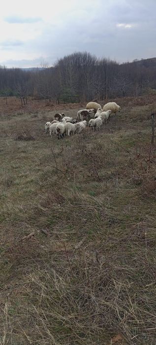 Vând perechi de oi cu miei și capre cu iezi!