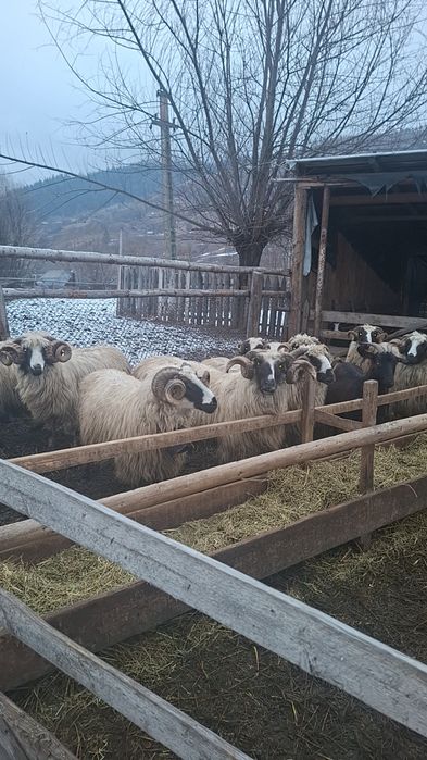 Vândut berbeci breji de Petroșani cu origine