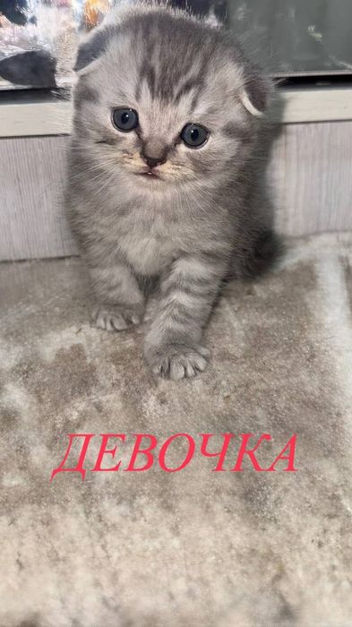 Продаются пушистые комочки счастья