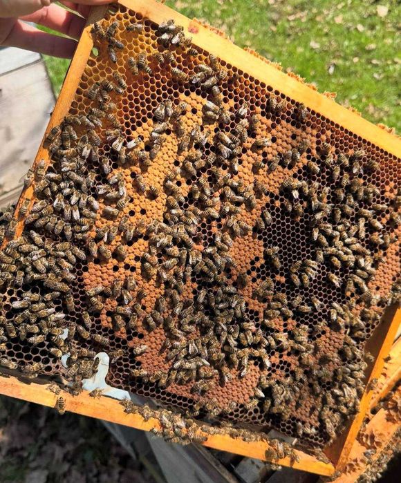 Асал ари ини, ящик для медоносных пчел. Asal ari qutisi, Asal ari oila