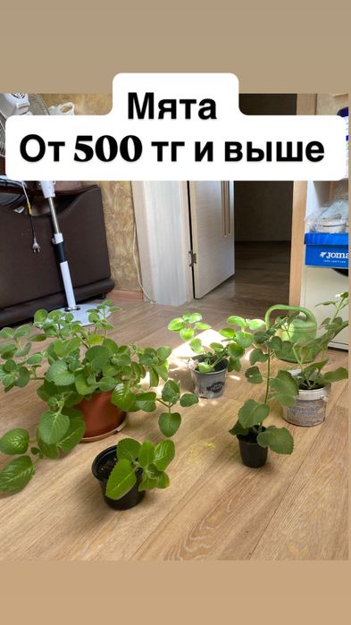 Продам комнатные растения