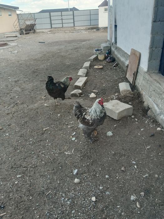 Петух әтеш сатамын брама