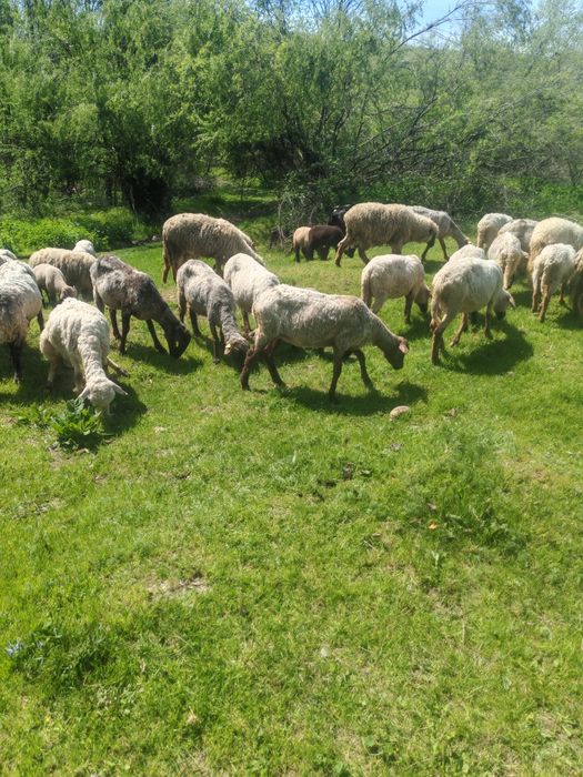 Vând 40 de oi,la prețul de 550 de lei bucata