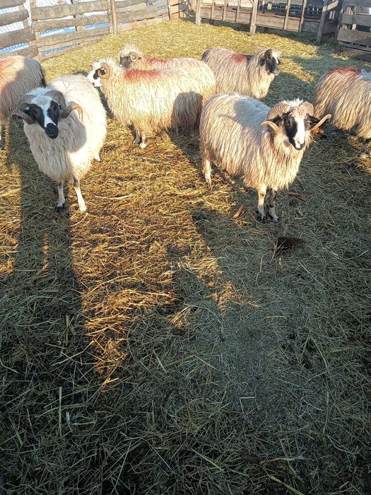 Vând berbecii brezi miori