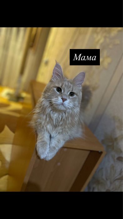 Продаются котята мейн-кун