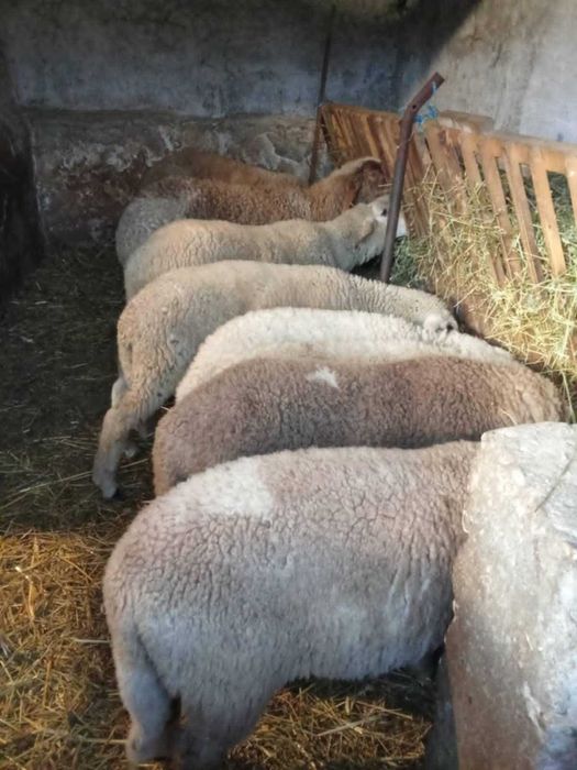 Продавам АГНЕШКО ,  ЦЕЛОГОДИШНО гр. Пазарджик