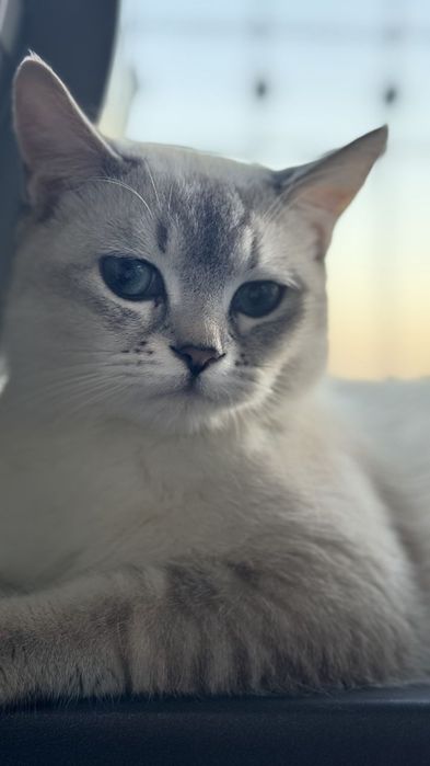 British Shorthair mushuk sotiladi