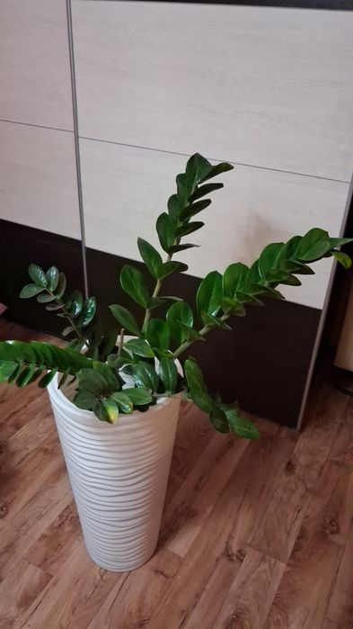 продам цветы комнатные алое вера лечебные