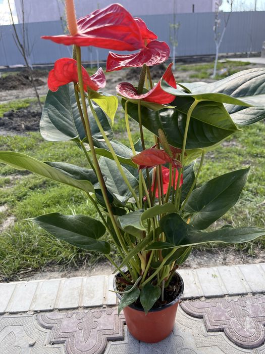 Комнатные цветы, бөлме гүлдері