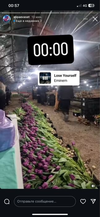 Самые крупные тюльпаны в Астане и Петропавловске бутон 10 см