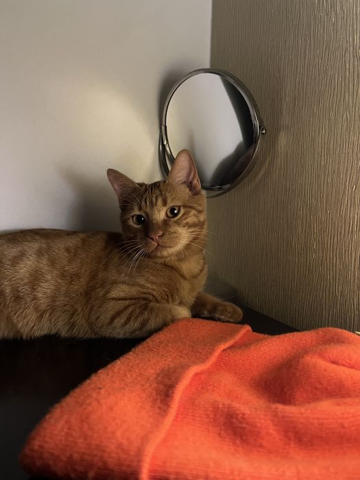 Pisic pentru adoptie Craiova