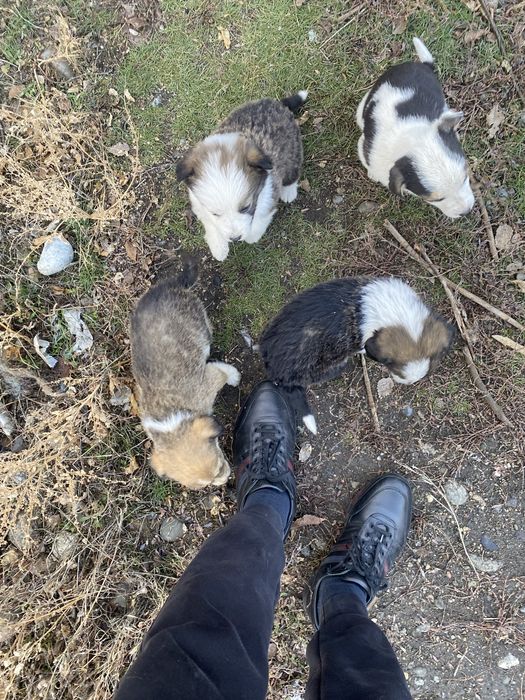 Щенки в хорошие руки