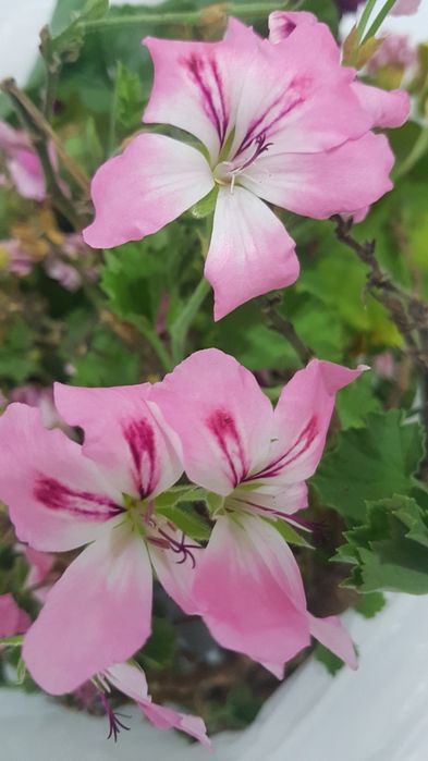 Саженец  королевской пеларгонии