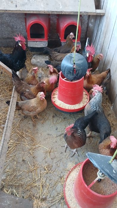 Gaini, puicute italiene