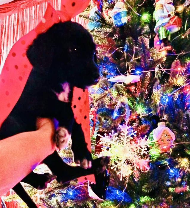 Щенки в добрые руки! (1 остался)