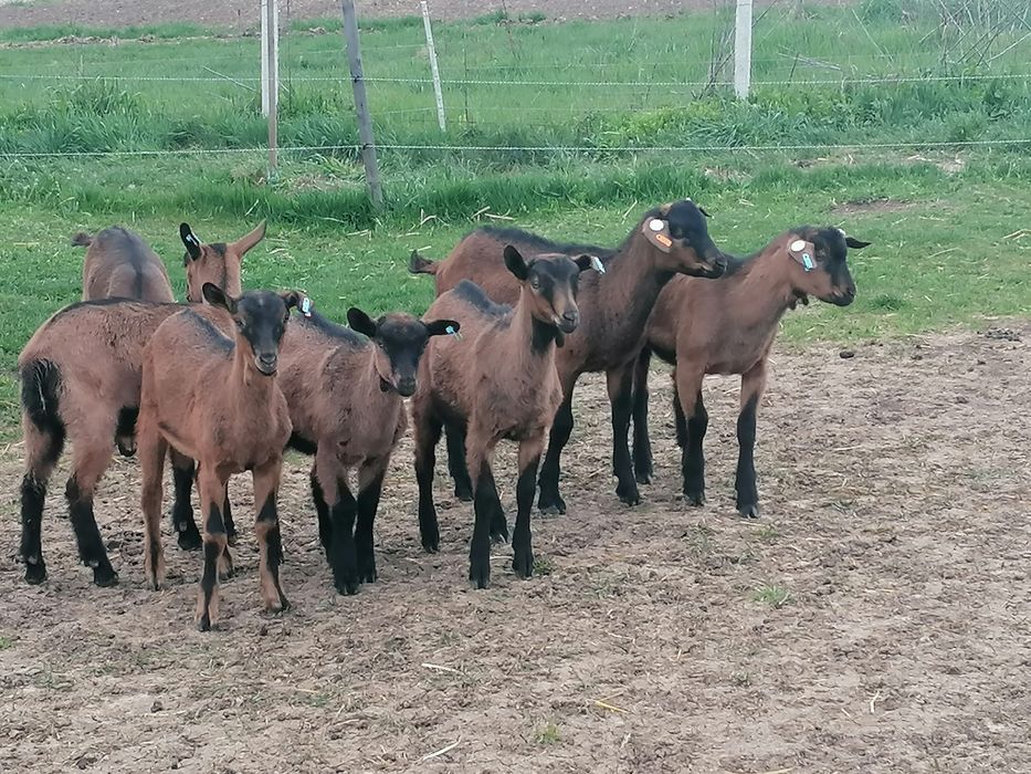 Disponibil (de vanzare) 18 femele nascute in 2026.01-02. Alpin cu certificat de origine.