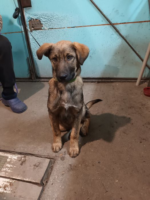 Подарява се бебе Бруно