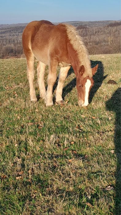 Vand manza din armasarul Fin