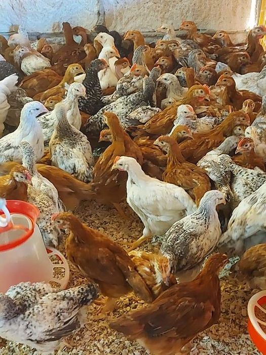 Vând pui rasă mixta si pui de carne