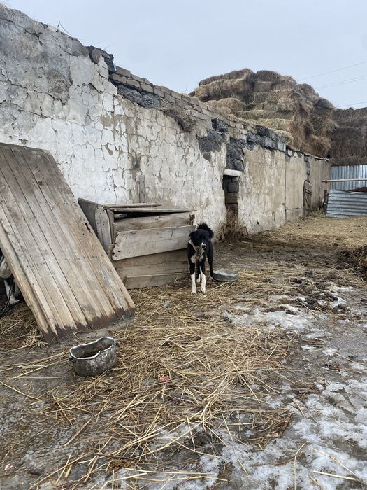 Продам двух лайек